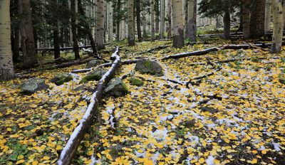 0036-3B9A6323-Beautiful Forest Views in the Fall.jpg