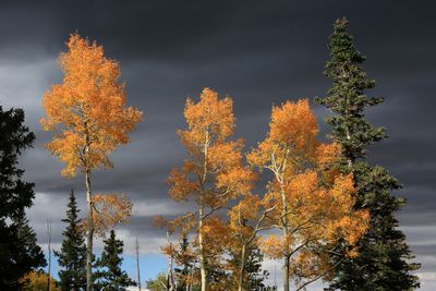 0038-3B9A6248-The Glory of Aspen Trees in Autumn.jpg
