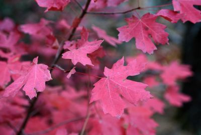 0043-3B9A2713-The Beauty of Leaves in the Fall.jpg