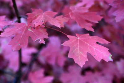 0044-3B9A2725-Maple Leaves in the Fall.jpg