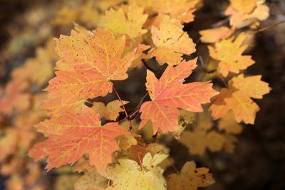 0049-3B9A3036-Autumn Colors in Oak Creek Canyon.jpg