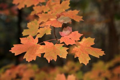 0050-3B9A3100-Colors of Autumn in Oak Creek Canyon.jpg