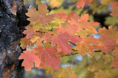 0051-3B9A3002-Colors of Fall in Oak Creek Canyon.jpg