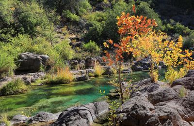 0052-3B9A8962-Fall Colors along the Creek.jpg