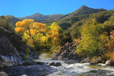 0058-3B9A0360-Northern Arizona Cottonwoods in the Fall.jpg