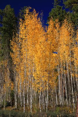 0066-3B9A5141-Young Aspen Trees in the Fall.jpg