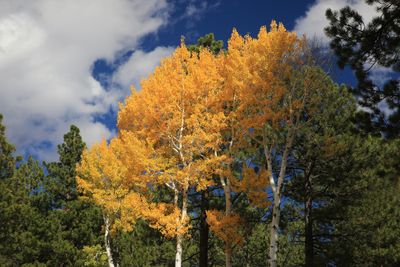 0068-3B9A5590-The Glory of Aspen Trees in Autumn.jpg