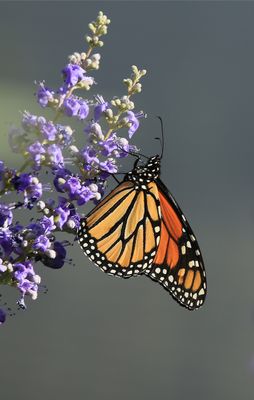 0041-3B9A5491-Monarch Butterfly.jpg