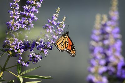 0042-3B9A5490-Monarch Butterfly.jpg