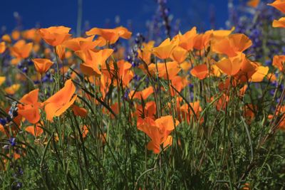 0050-3B9A0222-Arizona Wildflowers.jpg