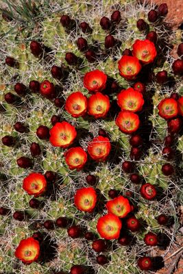 0058-IMG_0347-Old & New Hedgehog Cactus Blossoms.jpg