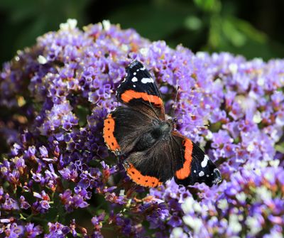 0063-3B9A8211-Red Admiral Butterfly.jpg