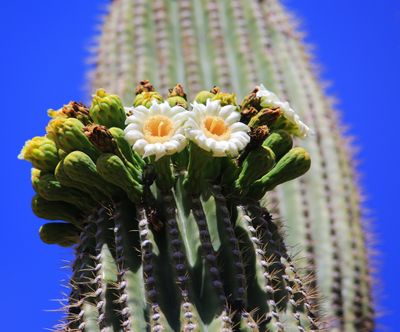 0067-3B9A8148-Saguaro Cactus Blossoms.jpg