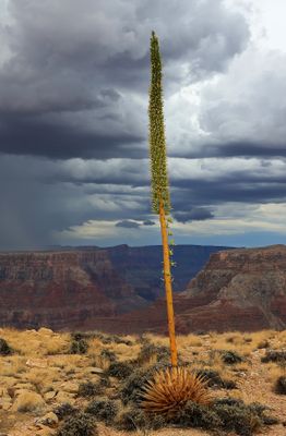 0028-3B9A3253-Agave Bloom & Grand Canyon Views.jpg