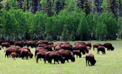 0039-Bison herd at the North Rim of the Grand Canyon-.jpg