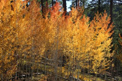0054-3B9A5164-Beautiful Aspen Trees in the Fall.jpg