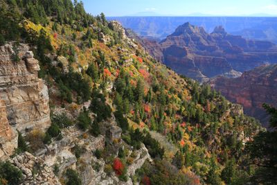 0059-3B9A5476-Autumn views of the Grand Canyon from the Transept Trail.jpg
