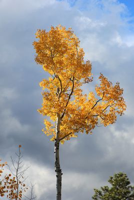0061-3B9A5651-The Glory of an Aspen Tree in the Fall.jpg