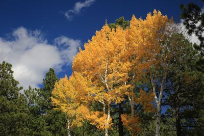 0065-3B9A5614-The Glory of Aspen Trees in the Fall.jpg