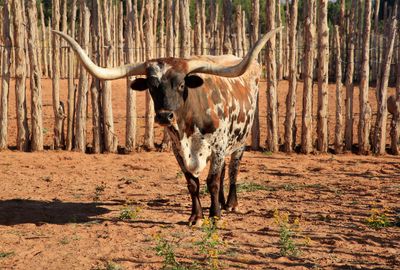 015-3B9A2298- Whitmore  the local Texas Longhorn at Pipe Spring National Monument.jpg