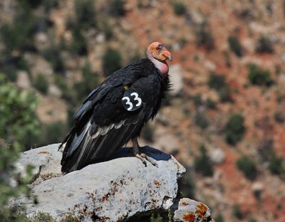 0134-IMG_5310-California Condor, Grand Canyon-.jpg