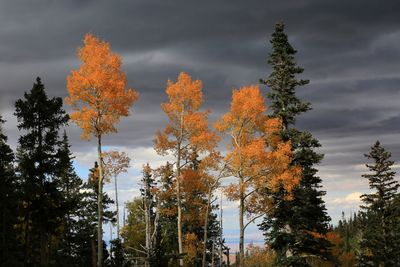0027-3B9A6206-The Glory of Aspen Trees in the Fall.jpg