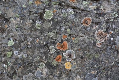 07-3B9A0516-Multi-colored Lichens on Iceland's Sandstone Formations.jpg