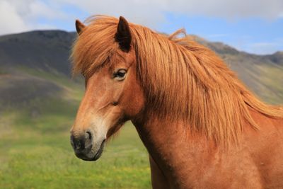 09-3B9A9193-Magnificent Icelandic Horse.jpg