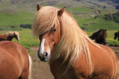 022-3B9A9071-Beautiful Icelandic Horses.jpg