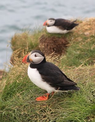 023-3B9A0758-Atlantic Puffins in Iceland.jpg