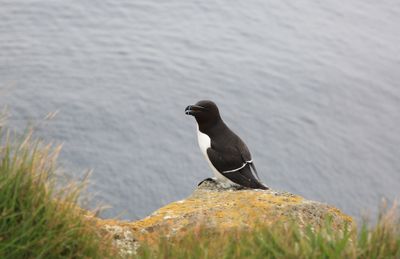 026-3B9A1577-A Razorbill seabird Nesting on the Latrabjarg Cliffs in Iceland.jpg