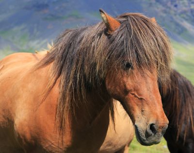 029-3B9A9206-Icelandic Horse.jpg