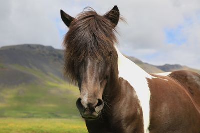 045-3B9A9331-Magnificent Icelandic Horse-.jpg