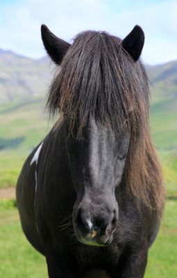 053-3B9A9302-Beautiful Icelandic Horse living the Good Life in Green Pastures.jpg