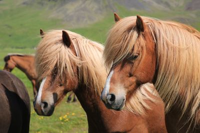 061-3B9A9091-Icelandic Horses.jpg