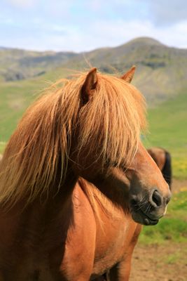 065-3B9A9273-Icelandic Horse.jpg