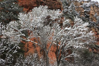 08-3B9A8424-Oak Creek Canyon in Winter.jpg