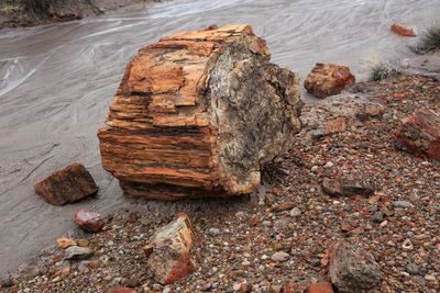 0015-3B9A7248-The Magnificence of Petrified Wood.jpg