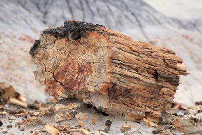 0024-3B9A8612-The Magnificence of Petrified Wood.jpg