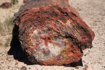 0055-3B9A8655-Incredible Example of Petrified Wood along the Giant Logs Trail.jpg