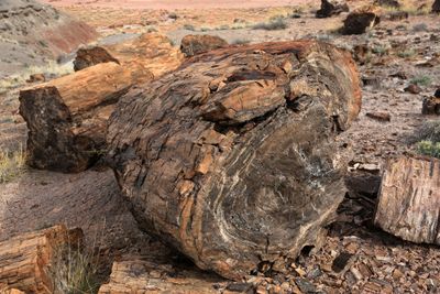 0069-3B9A8586-Petrified Wood, Painted Desert-Petrified Forest National Park.jpg