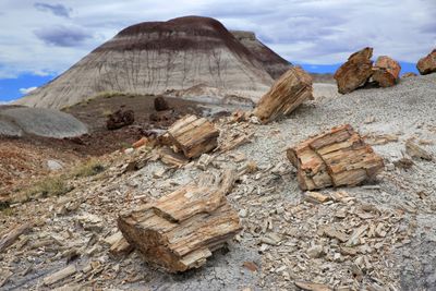 0078-3B9A8700-Petrified Wood in the Painted Desert.jpg