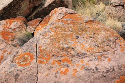 00104-3B9A8323-Colorful Lichen's in the Petrified National Forest National Park.jpg