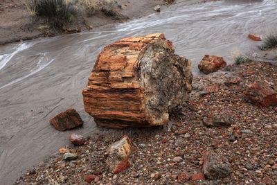 00142-3B9A7234-The Magnificence of the Petrified Forest National Park.jpg