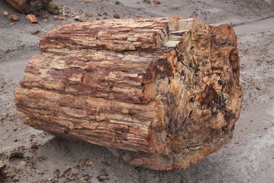 00163-3B9A0662-Awesome Example of Petrified Wood in the Petrified Forest National Park.jpg