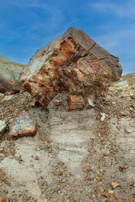 00179-3B9A7178-The Beauty of Petrified Wood.jpg