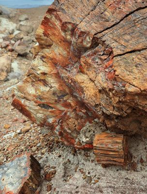 00192-3B9A7205-The Magnificence of Petrified Wood.jpg