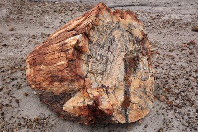 00201-3B9A0671-A Wonderful Specimen of Petrified Wood.jpg
