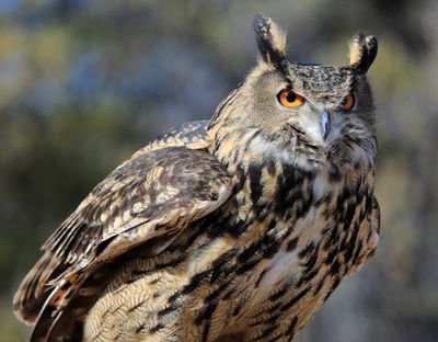 03-3B9A5303-Great Horned Owl.jpg