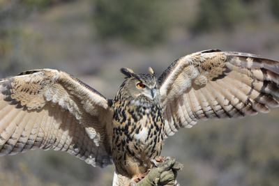 014-3B9A5506-Great Horned Owl.jpg